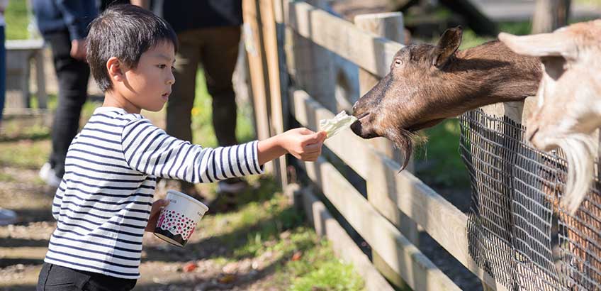 動物園でお子様の写真を撮るコツは？気を付けるべきポイントも紹介