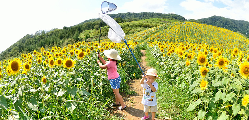 夏から秋のロケーションフォトにぴったりな首都圏のひまわり畑3選！