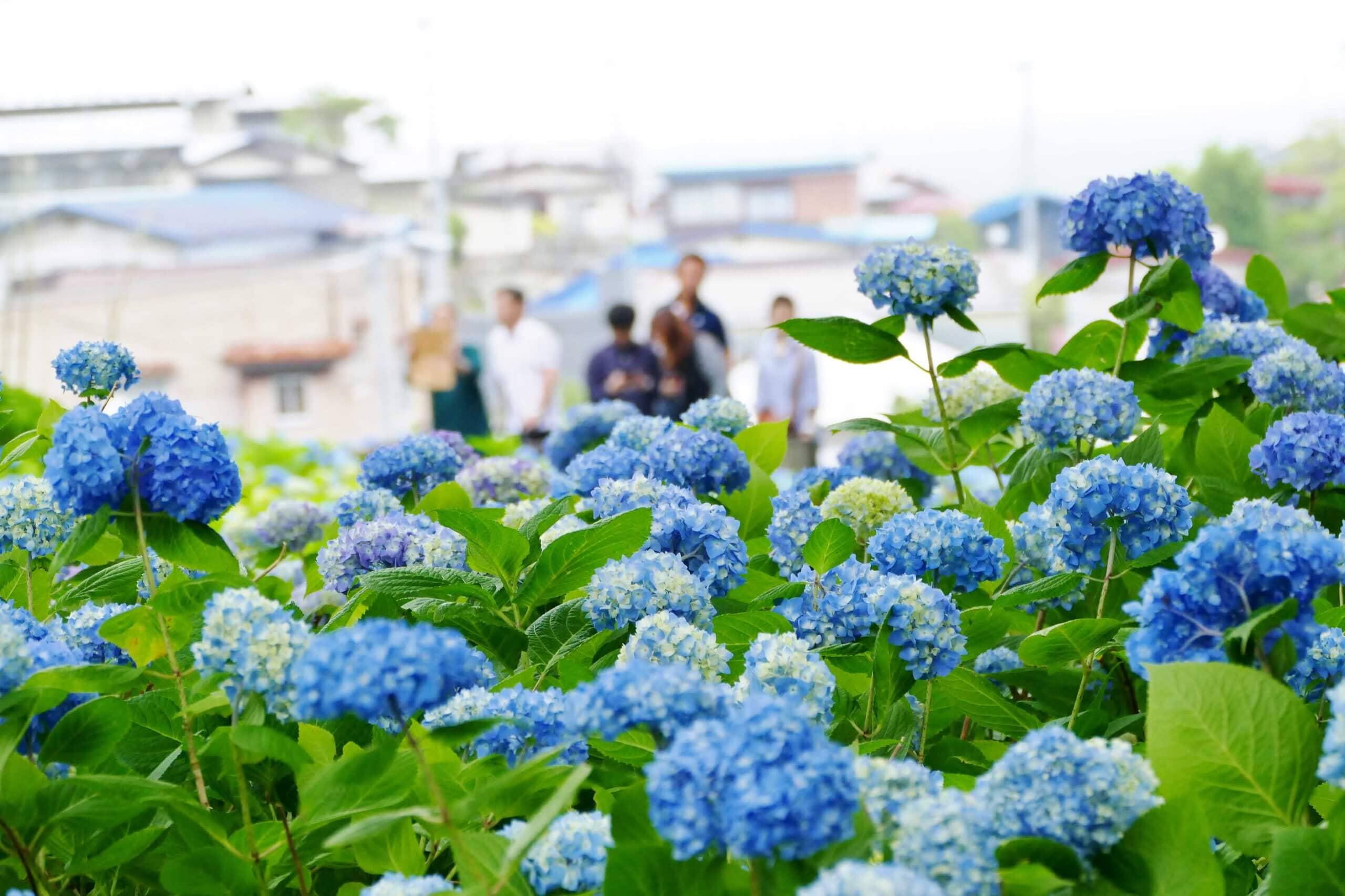 紫陽花の名所で撮影するときのポイント